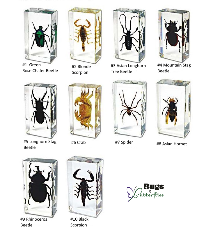 Insects　Medium　inch　tall　Collector　Arthropods　Bugs　Butterflies